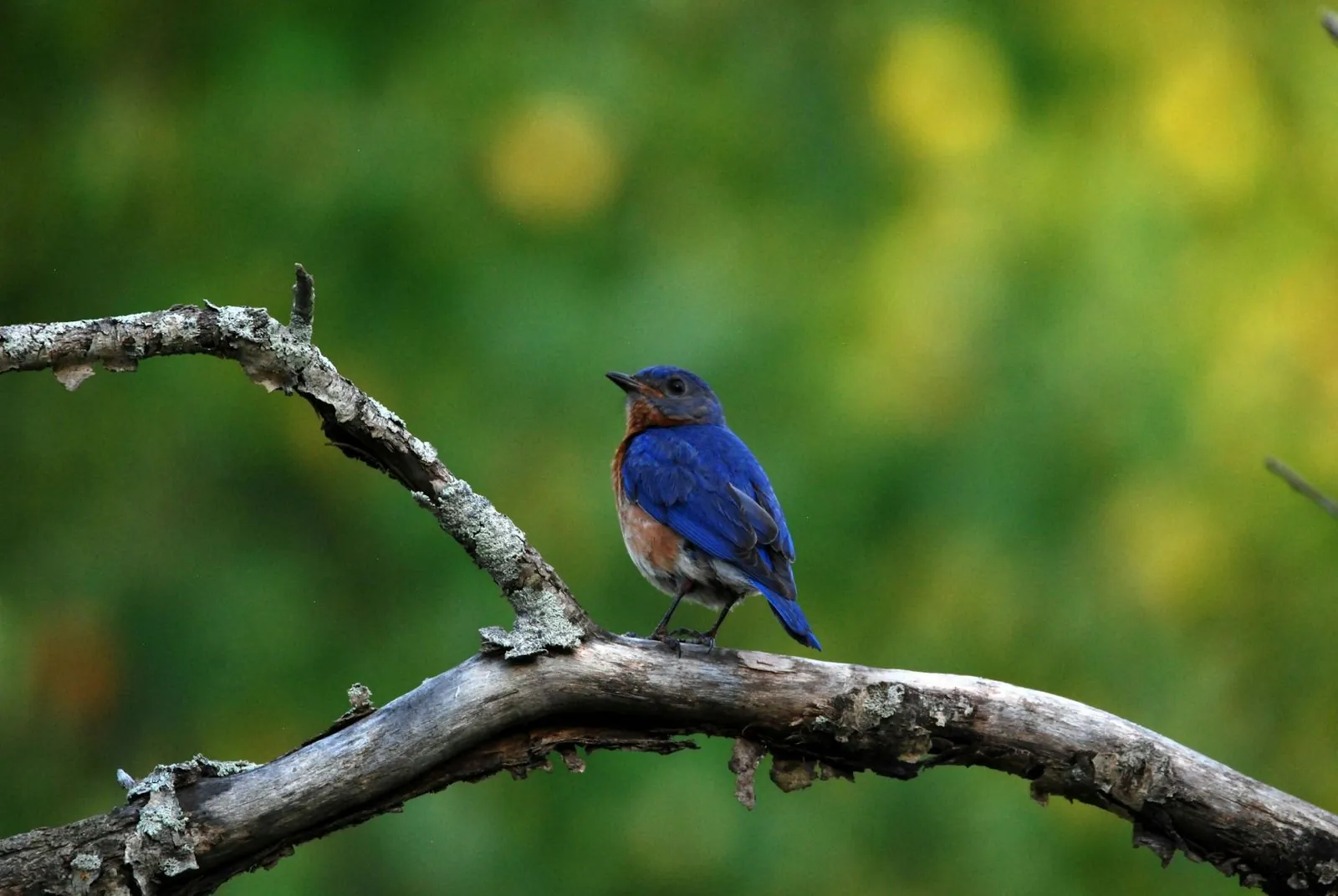 Blue bird representing environmental and sustainability-oriented sectors